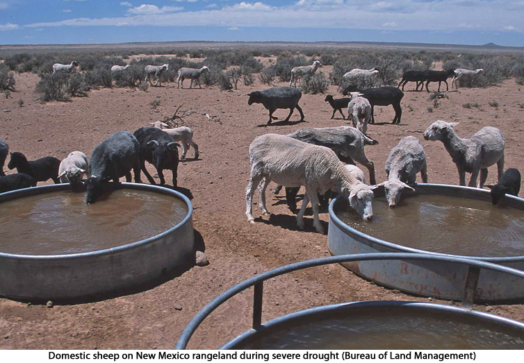 domestic sheep on New Mexico rangeland during severe drought