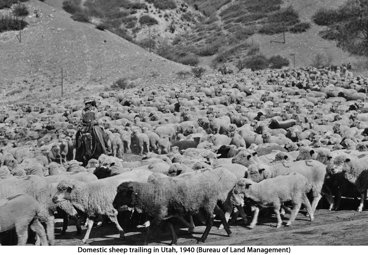 domestic sheep in Utah, 1940