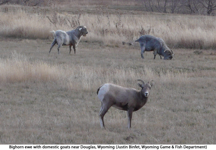 bighorn ewe with domestic goats near Douglas, Wyoming