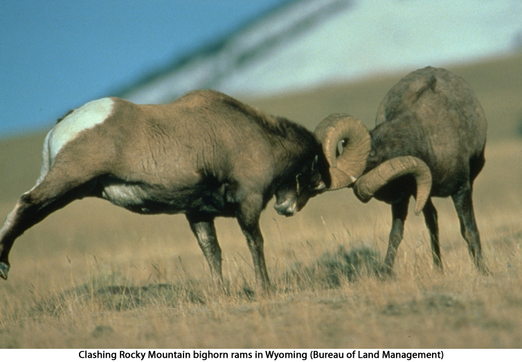 Clashing Rocky Mountain bighorn rams in Wyoming