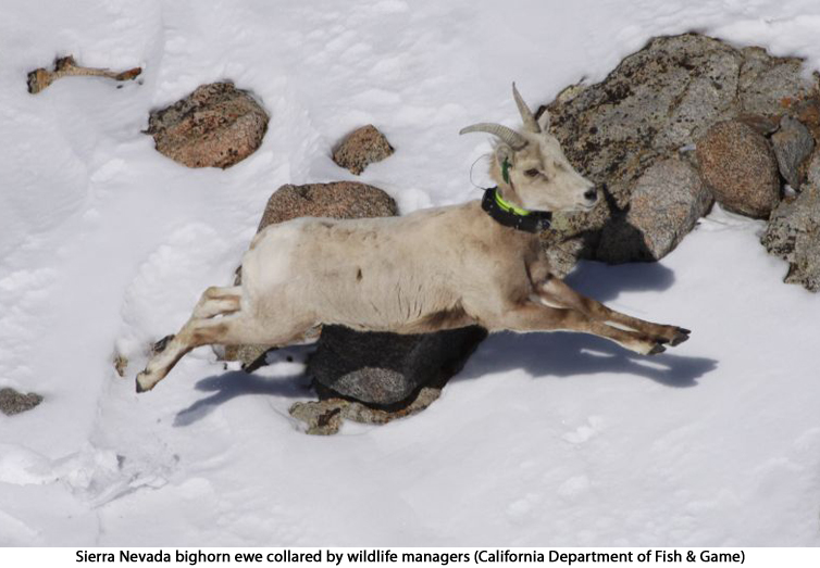 Sierra Nevada bighorn ewe collared by wildlife managers