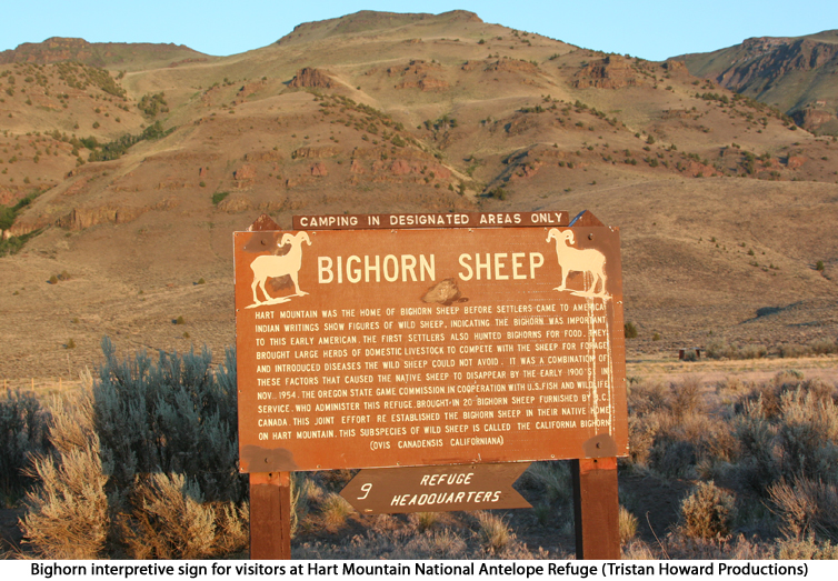 bighorn interpretive sign at Hart Mountain National Antelope Refuge, OR