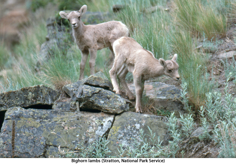 bighorn lambs