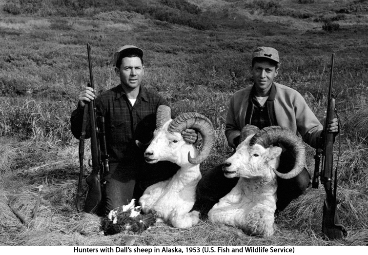 hunters with Dall's sheep rams in Alaska, 1953